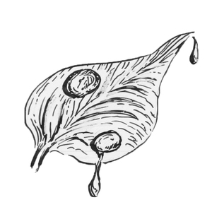 <sup>1</sup>