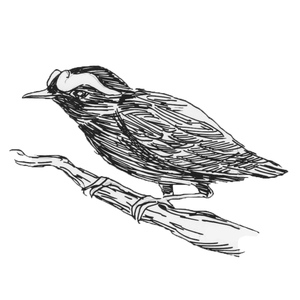 ���������� ����������� [��] 