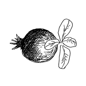 ����� ���������� 