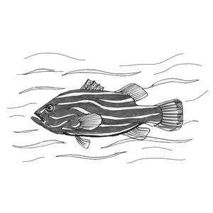 ���� ����� [��]