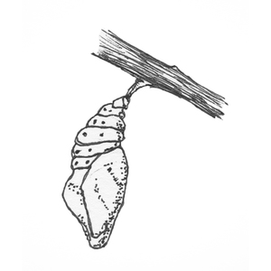 ,  <sup>1</sup>
