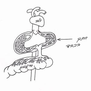  <sup>1</sup>