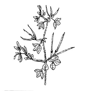 ������� [��]