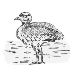 �������� [��]