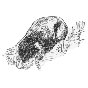  [] <sup>1</sup>