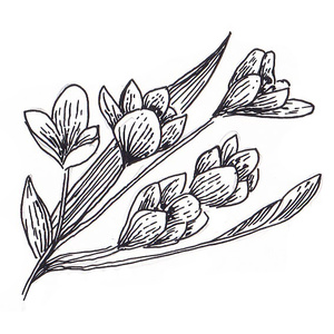 ��������, ���������