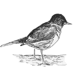 ������<sup>1 [��] </sup>