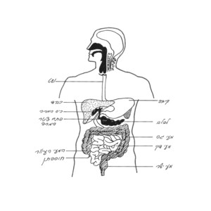 �������, ������� 